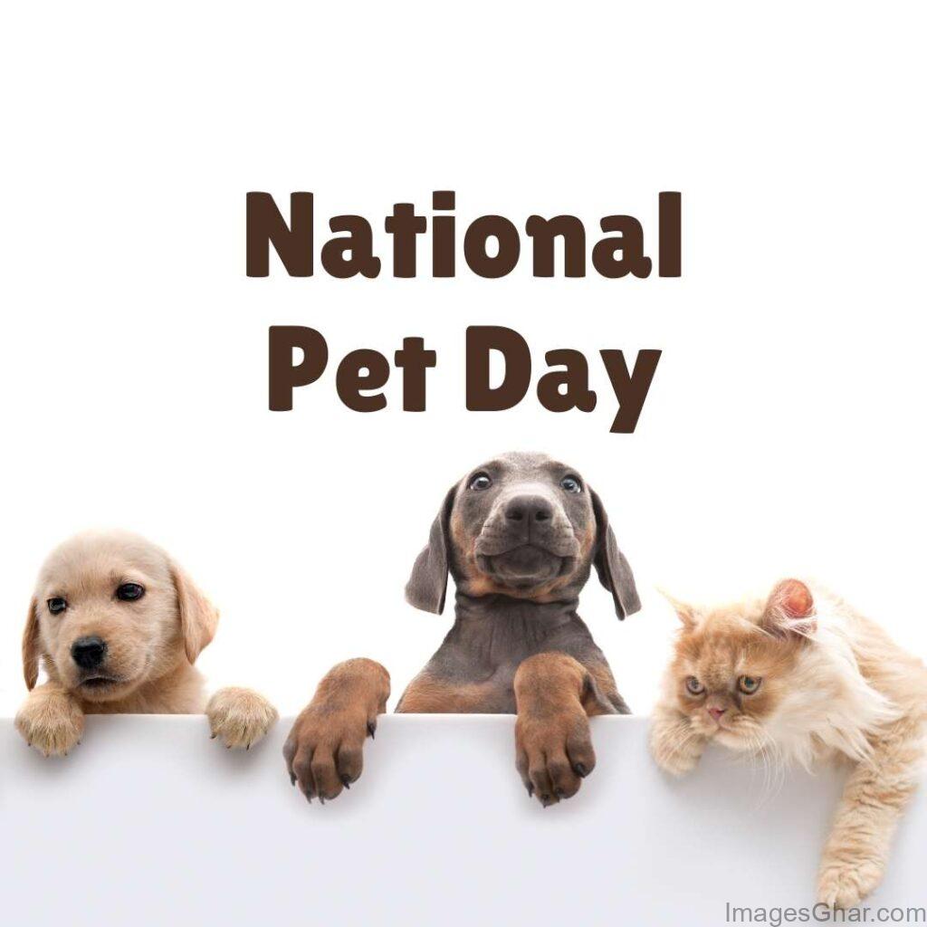 Pet Day images